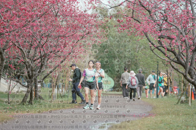 2026左岸竹東櫻花馬拉松Zhudong Sakura Marathon