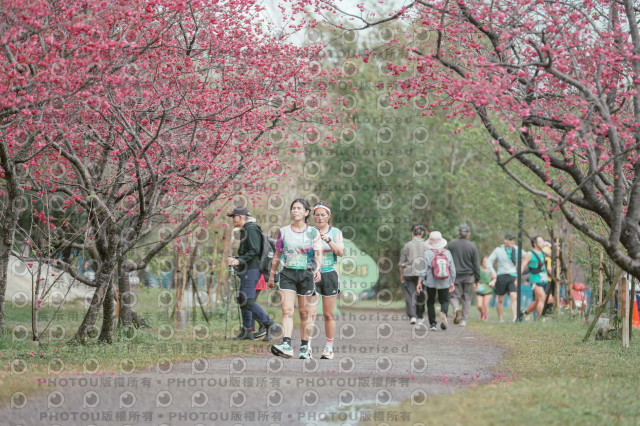 2026左岸竹東櫻花馬拉松Zhudong Sakura Marathon