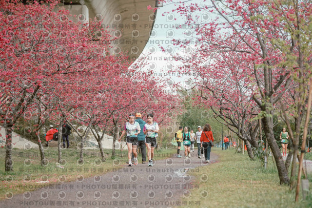 2026左岸竹東櫻花馬拉松Zhudong Sakura Marathon