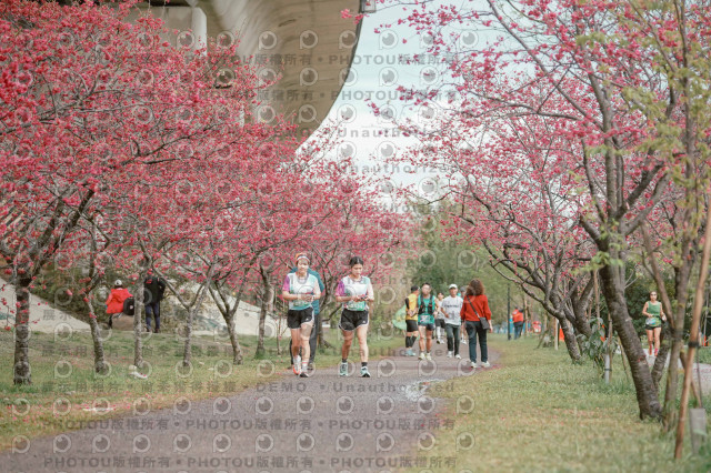2026左岸竹東櫻花馬拉松Zhudong Sakura Marathon