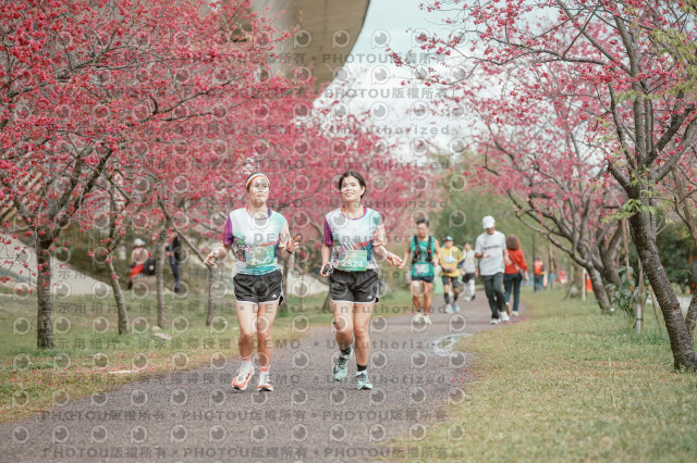 2026左岸竹東櫻花馬拉松Zhudong Sakura Marathon