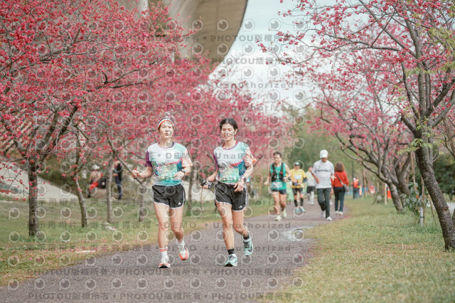 2026左岸竹東櫻花馬拉松Zhudong Sakura Marathon