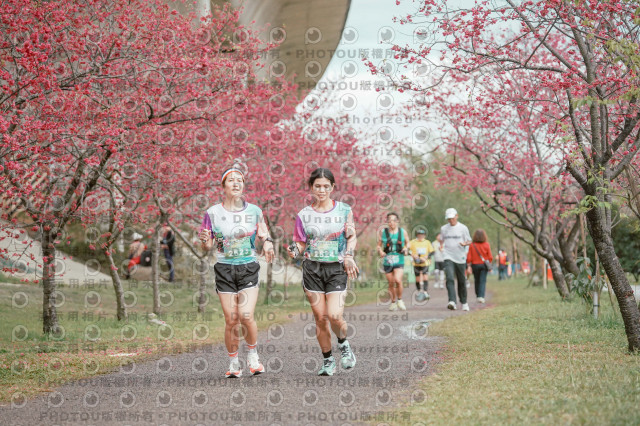 2026左岸竹東櫻花馬拉松Zhudong Sakura Marathon