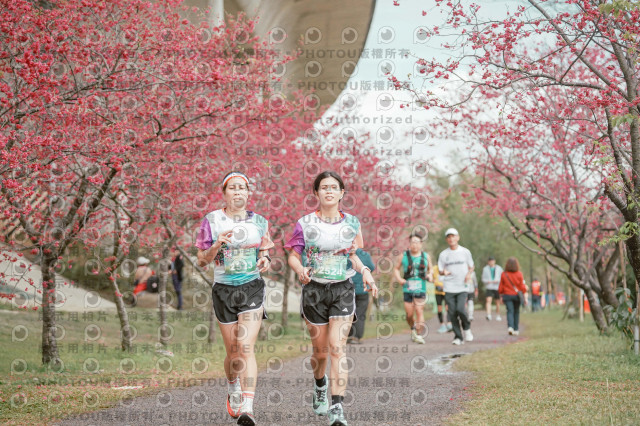 2026左岸竹東櫻花馬拉松Zhudong Sakura Marathon