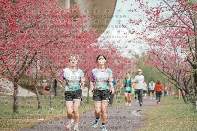 2026左岸竹東櫻花馬拉松Zhudong Sakura Marathon