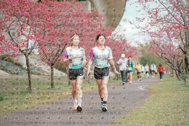 2026左岸竹東櫻花馬拉松Zhudong Sakura Marathon