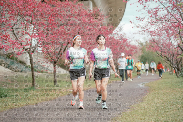 2026左岸竹東櫻花馬拉松Zhudong Sakura Marathon