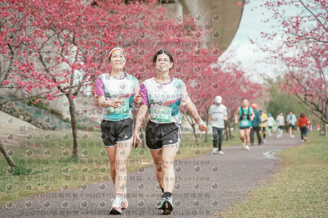 2026左岸竹東櫻花馬拉松Zhudong Sakura Marathon