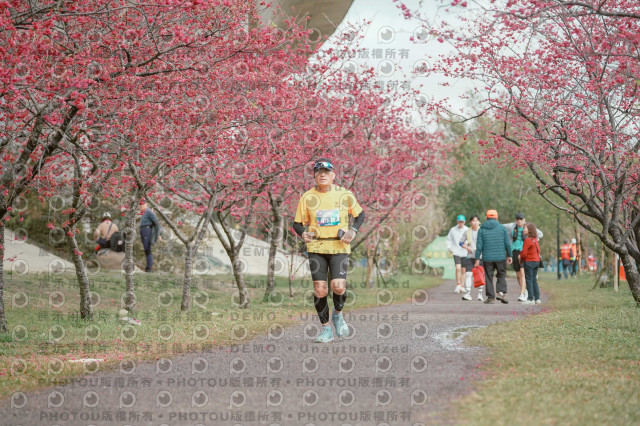 2026左岸竹東櫻花馬拉松Zhudong Sakura Marathon