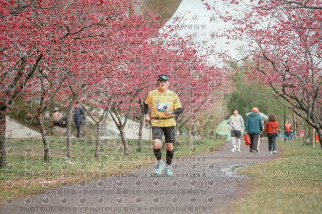 2026左岸竹東櫻花馬拉松Zhudong Sakura Marathon