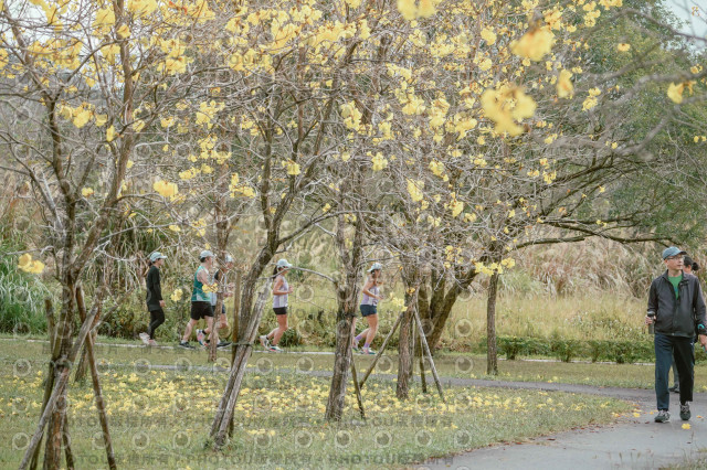 2026左岸竹東櫻花馬拉松Zhudong Sakura Marathon