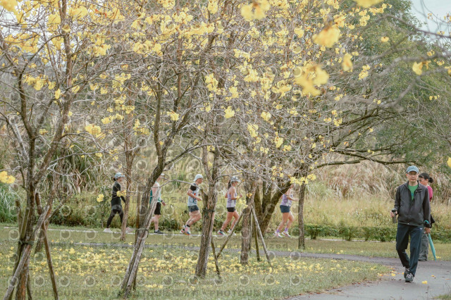 2026左岸竹東櫻花馬拉松Zhudong Sakura Marathon