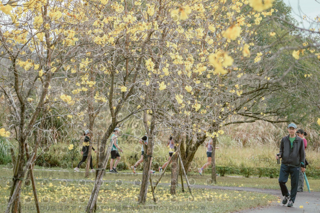 2026左岸竹東櫻花馬拉松Zhudong Sakura Marathon