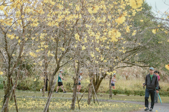 2026左岸竹東櫻花馬拉松Zhudong Sakura Marathon