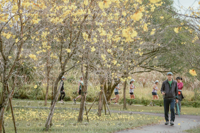 2026左岸竹東櫻花馬拉松Zhudong Sakura Marathon