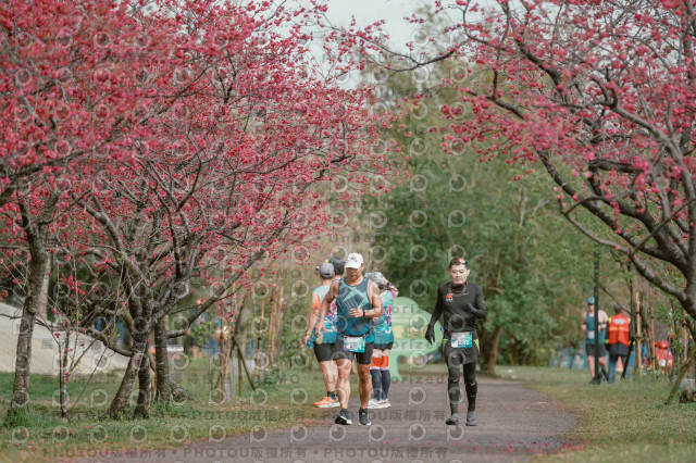 2026左岸竹東櫻花馬拉松Zhudong Sakura Marathon
