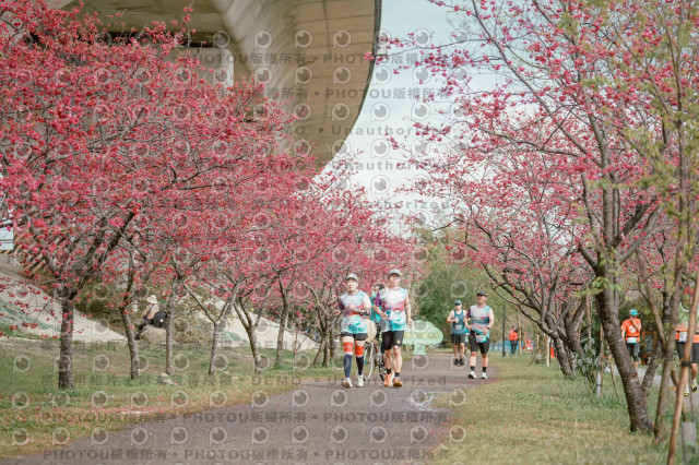 2026左岸竹東櫻花馬拉松Zhudong Sakura Marathon