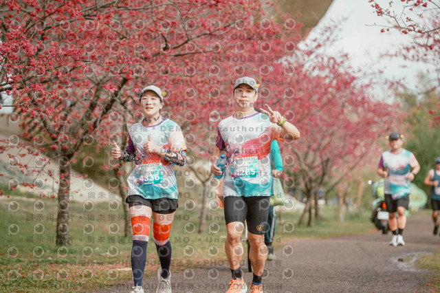 2026左岸竹東櫻花馬拉松Zhudong Sakura Marathon