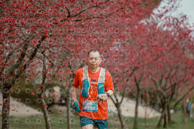 2026左岸竹東櫻花馬拉松Zhudong Sakura Marathon