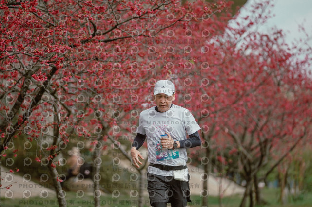 2026左岸竹東櫻花馬拉松Zhudong Sakura Marathon