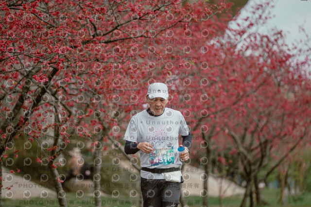 2026左岸竹東櫻花馬拉松Zhudong Sakura Marathon