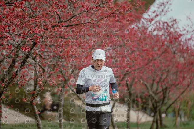 2026左岸竹東櫻花馬拉松Zhudong Sakura Marathon
