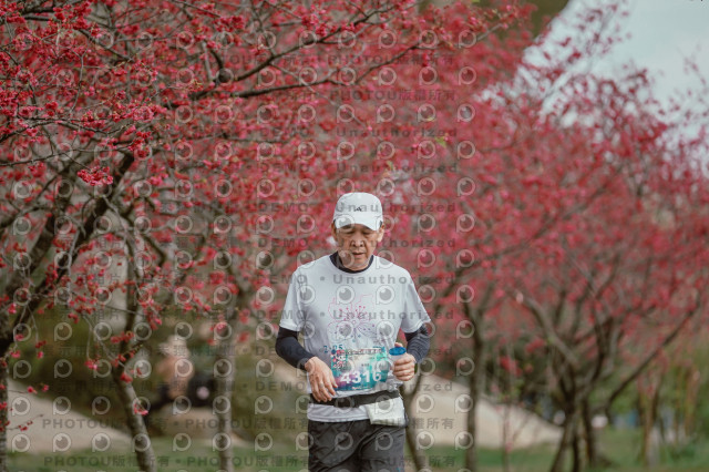 2026左岸竹東櫻花馬拉松Zhudong Sakura Marathon
