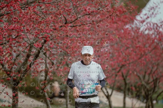 2026左岸竹東櫻花馬拉松Zhudong Sakura Marathon
