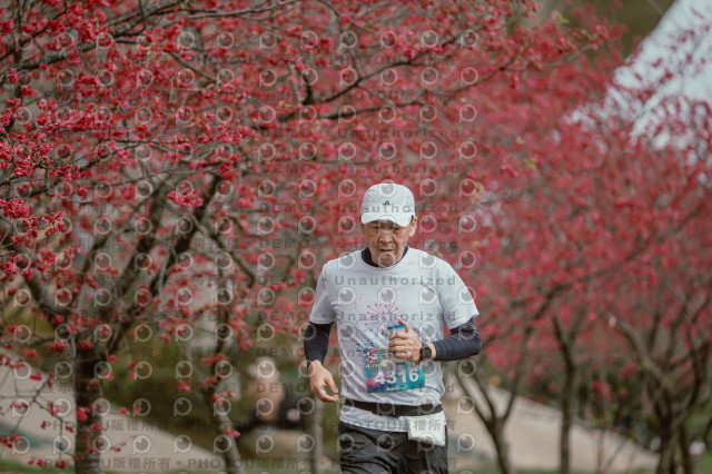 2026左岸竹東櫻花馬拉松Zhudong Sakura Marathon