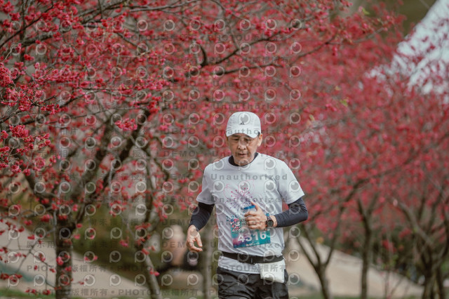 2026左岸竹東櫻花馬拉松Zhudong Sakura Marathon