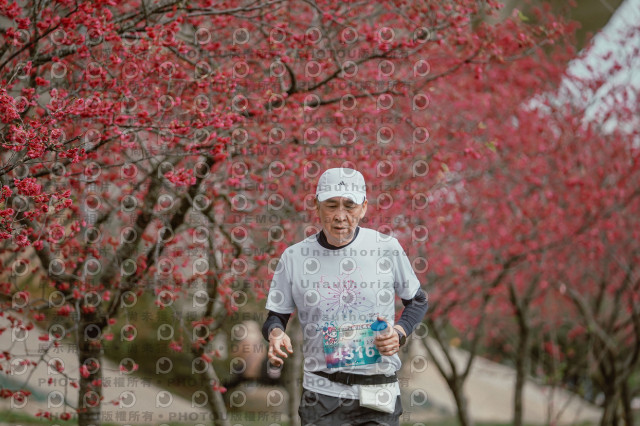 2026左岸竹東櫻花馬拉松Zhudong Sakura Marathon