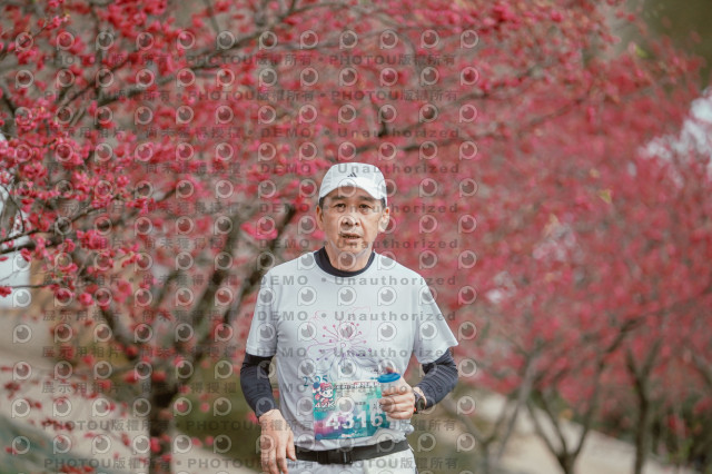 2026左岸竹東櫻花馬拉松Zhudong Sakura Marathon
