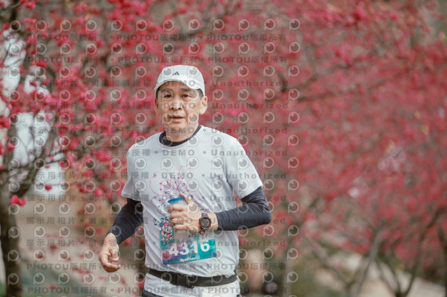 2026左岸竹東櫻花馬拉松Zhudong Sakura Marathon