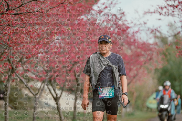 2026左岸竹東櫻花馬拉松Zhudong Sakura Marathon