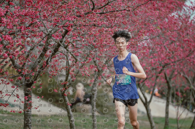2026左岸竹東櫻花馬拉松Zhudong Sakura Marathon