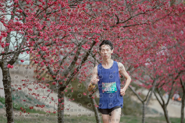 2026左岸竹東櫻花馬拉松Zhudong Sakura Marathon