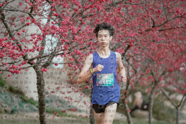 2026左岸竹東櫻花馬拉松Zhudong Sakura Marathon