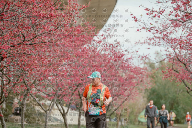2026左岸竹東櫻花馬拉松Zhudong Sakura Marathon