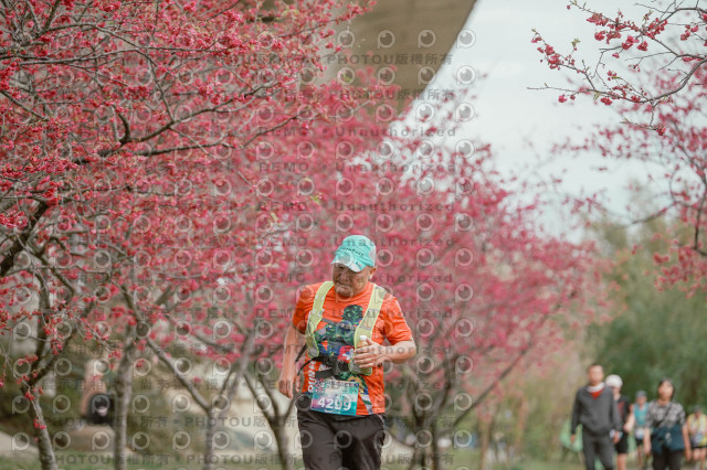 2026左岸竹東櫻花馬拉松Zhudong Sakura Marathon