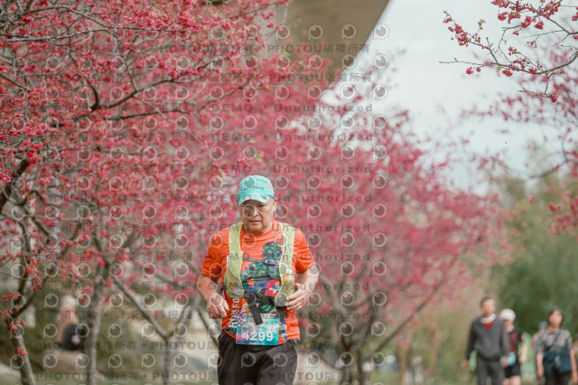 2026左岸竹東櫻花馬拉松Zhudong Sakura Marathon