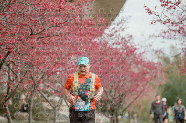 2026左岸竹東櫻花馬拉松Zhudong Sakura Marathon