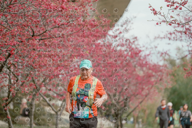 2026左岸竹東櫻花馬拉松Zhudong Sakura Marathon