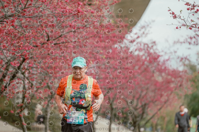 2026左岸竹東櫻花馬拉松Zhudong Sakura Marathon
