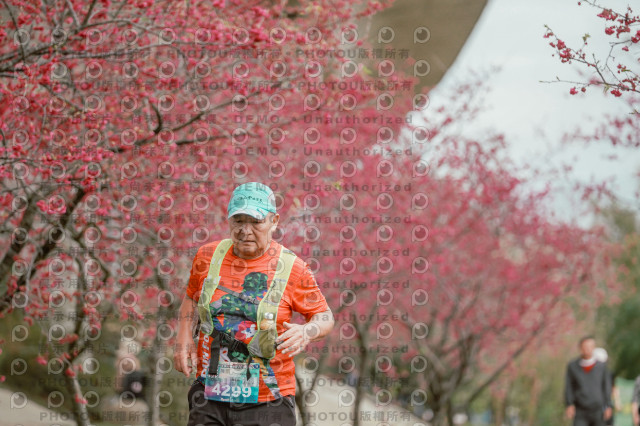 2026左岸竹東櫻花馬拉松Zhudong Sakura Marathon