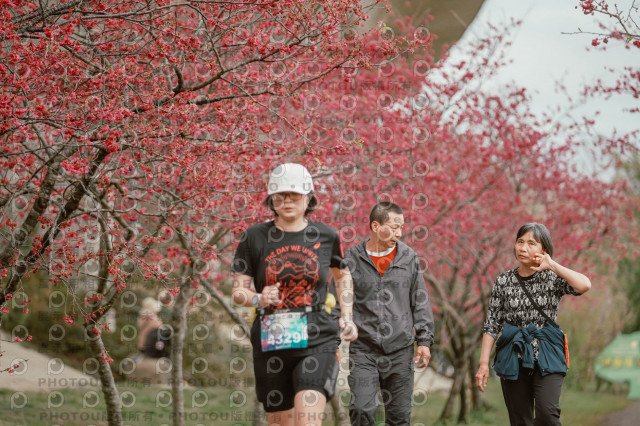 2026左岸竹東櫻花馬拉松Zhudong Sakura Marathon