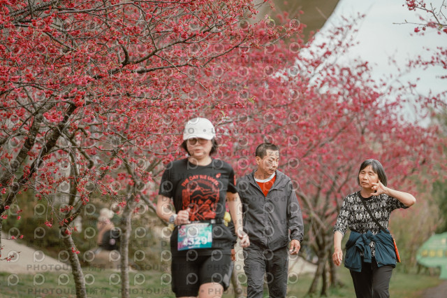 2026左岸竹東櫻花馬拉松Zhudong Sakura Marathon