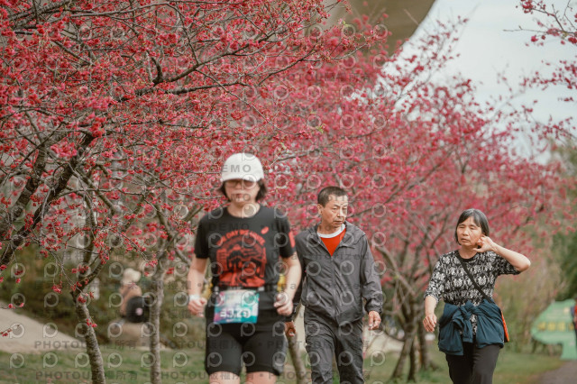 2026左岸竹東櫻花馬拉松Zhudong Sakura Marathon