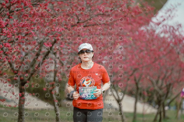 2026左岸竹東櫻花馬拉松Zhudong Sakura Marathon