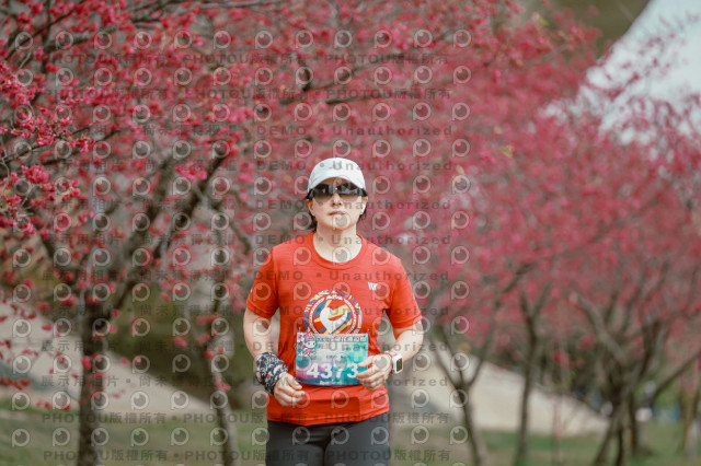 2026左岸竹東櫻花馬拉松Zhudong Sakura Marathon