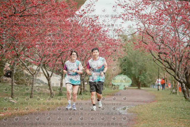 2026左岸竹東櫻花馬拉松Zhudong Sakura Marathon